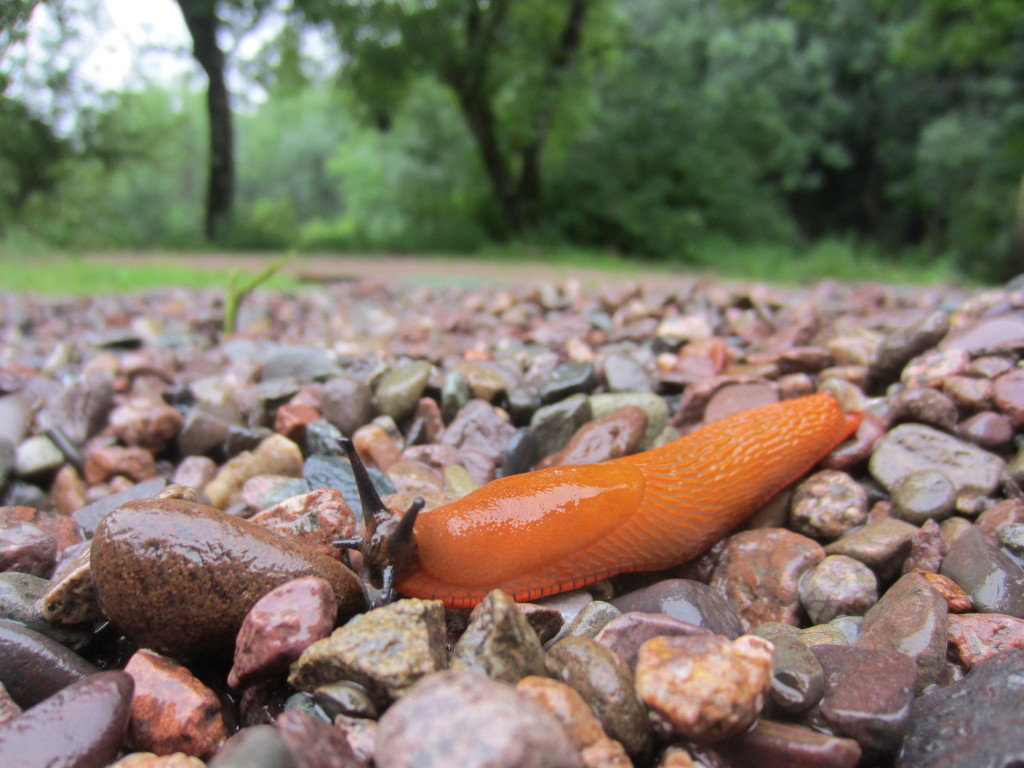 Slug