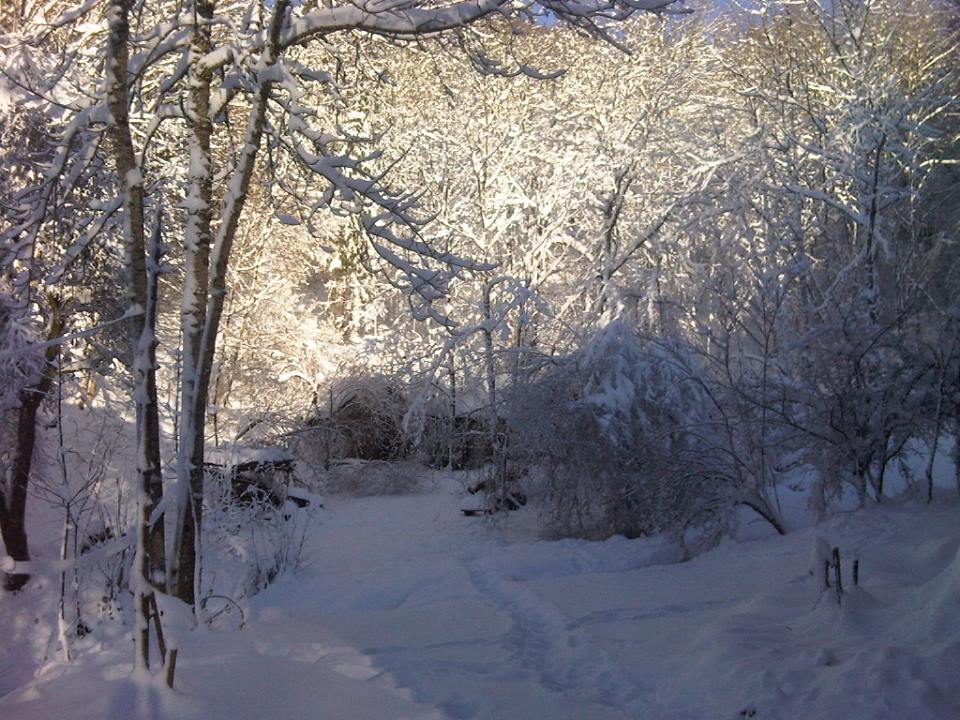wintertrees