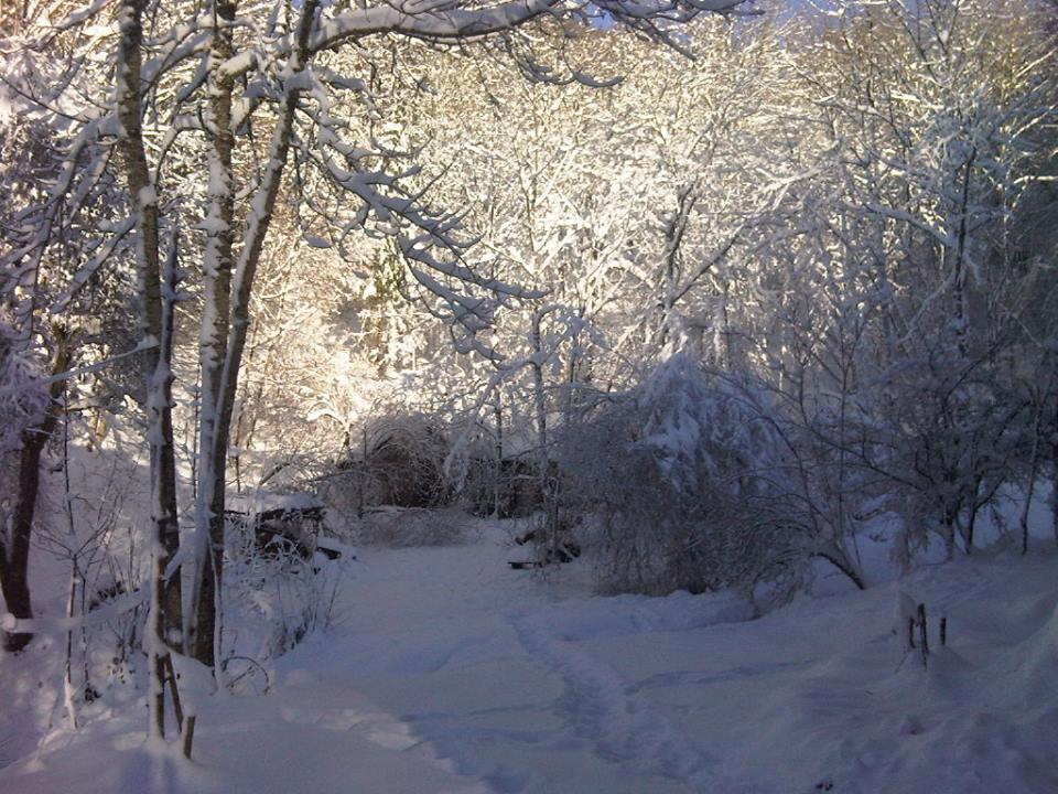 wintertrees