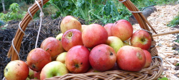 Basket of apples