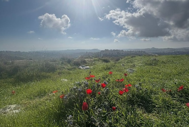 2026 Anemone Coronaria